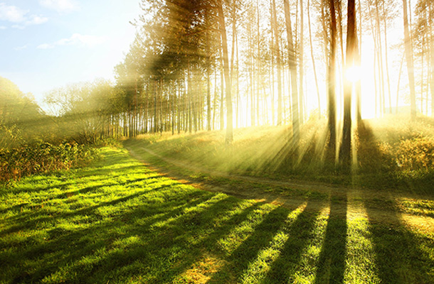 Creating A Nature Connection In The Home